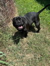 adoptable Dog in Claremore, OK named Boomer - CL