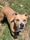 adoptable Dog in Claremore, OK named Christmas - CL