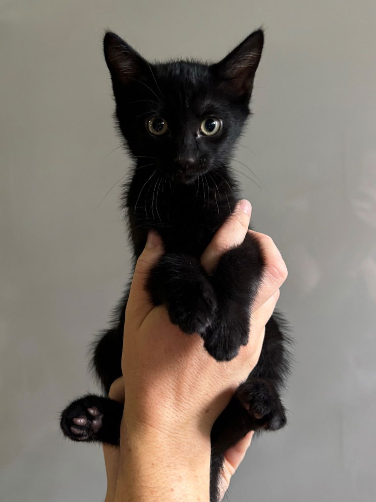 adoptable Cat in Claremore, OK named Bacon