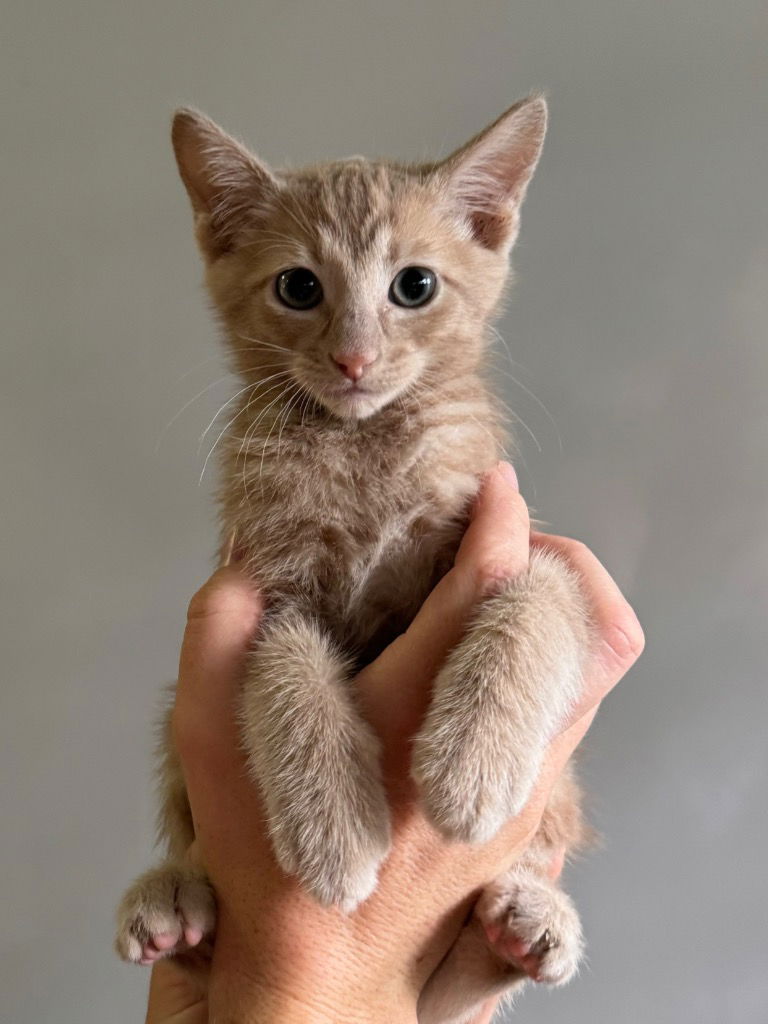 adoptable Cat in Claremore, OK named Omelet