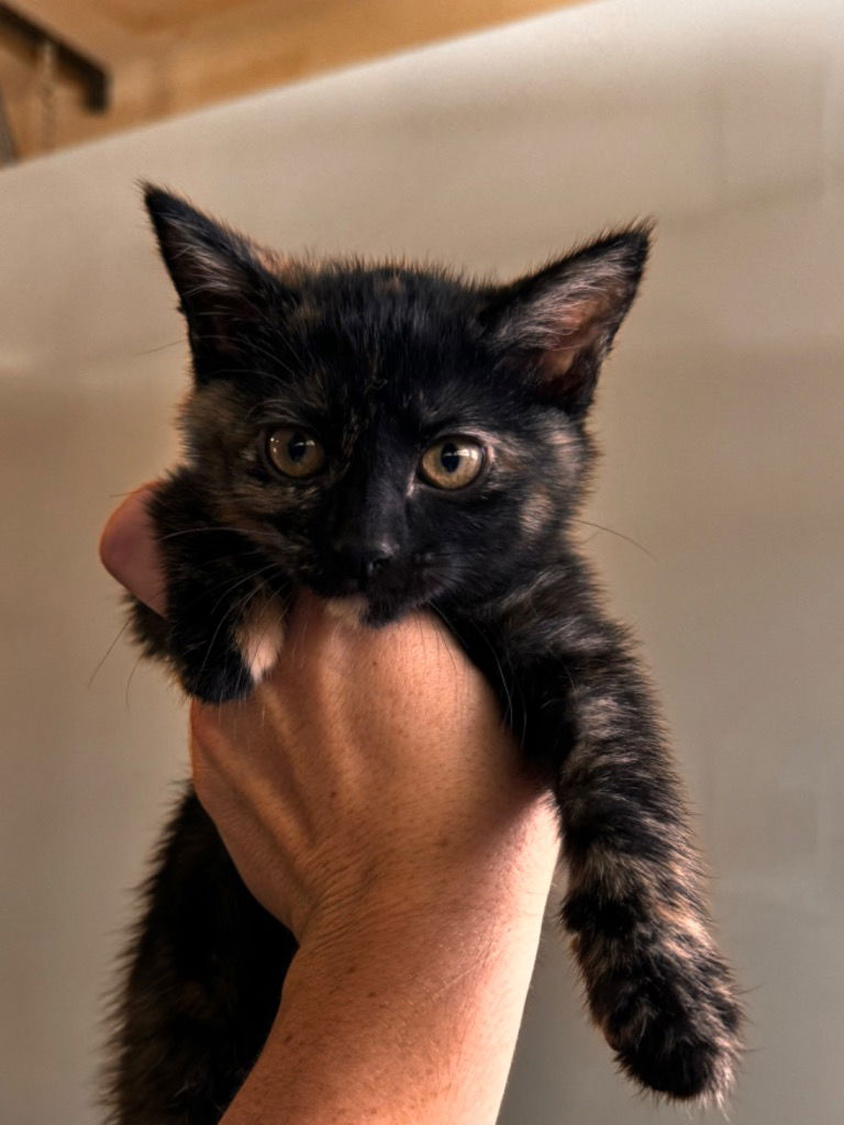 adoptable Cat in Claremore, OK named Waffles