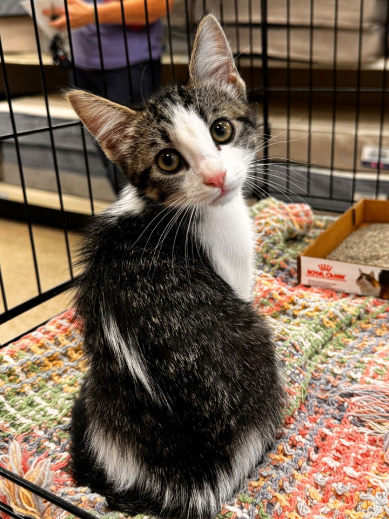 adoptable Cat in Claremore, OK named Nina