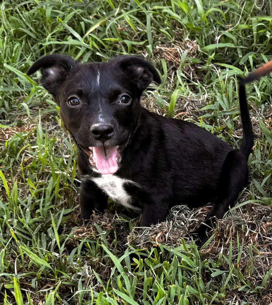 adoptable Dog in Claremore, OK named Toni Taponi