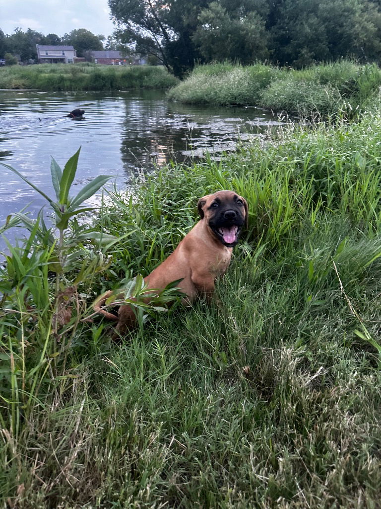 adoptable Dog in Claremore, OK named Dixie