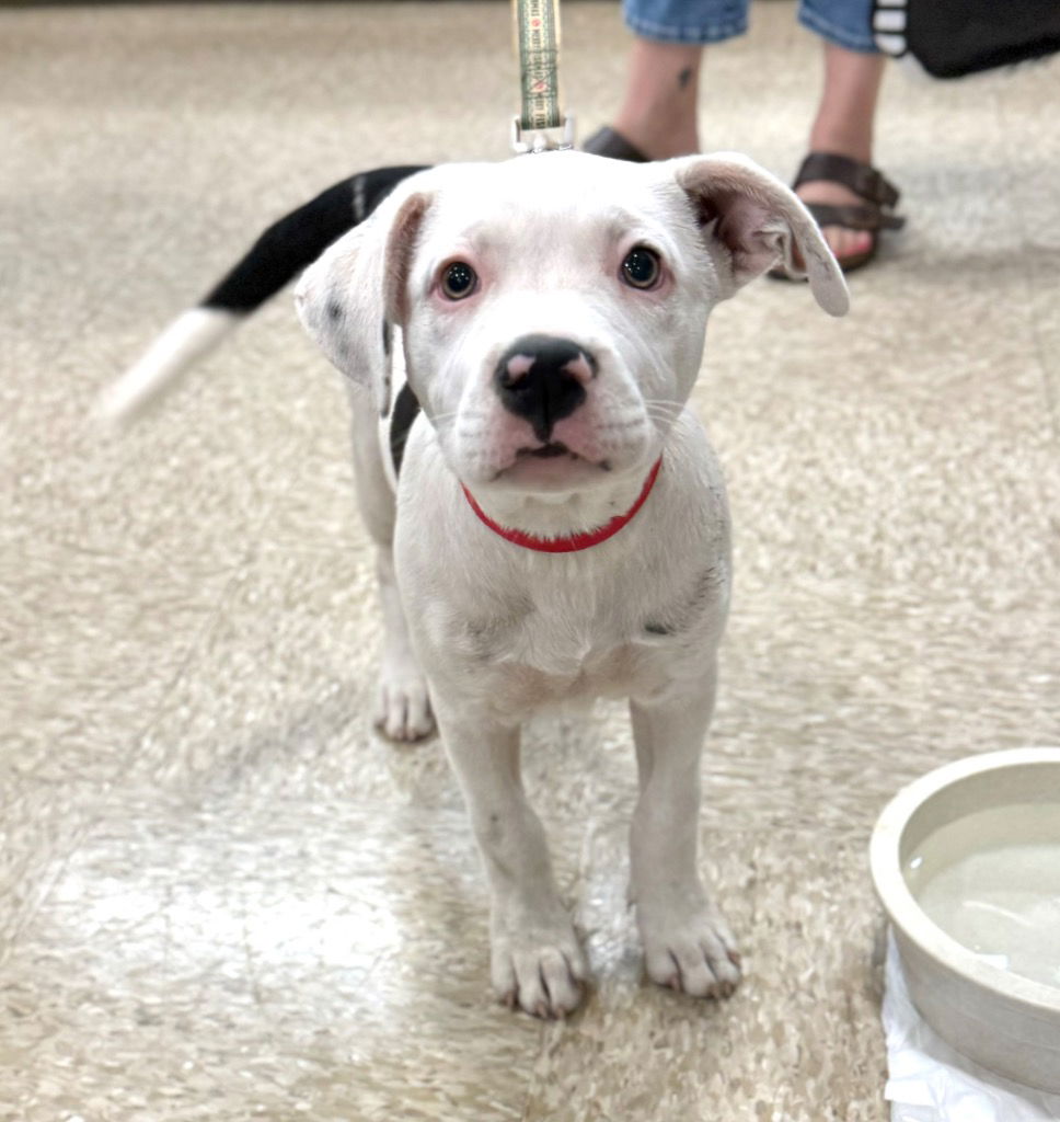 adoptable Dog in Claremore, OK named Daisy