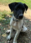 adoptable Dog in Claremore, OK named Ryan