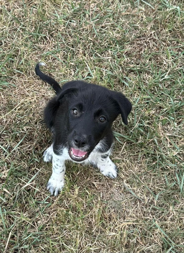 adoptable Dog in Claremore, OK named Stephen Nedoroscik