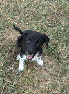 adoptable Dog in  named Stephen Nedoroscik