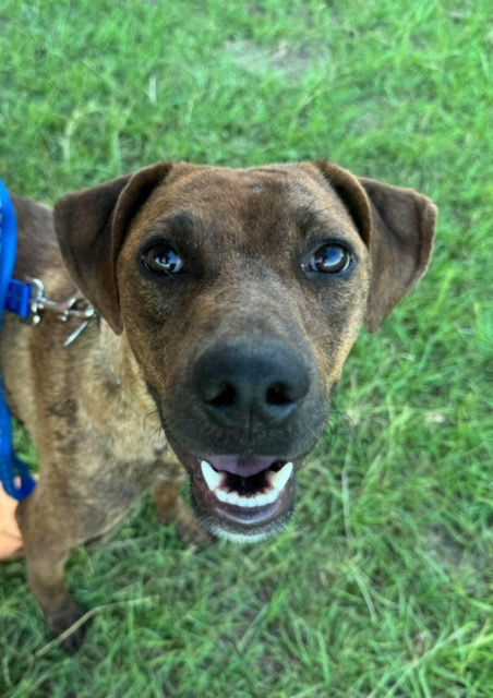 adoptable Dog in Claremore, OK named Martha -CL