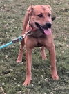 adoptable Dog in , OK named Mary - CL