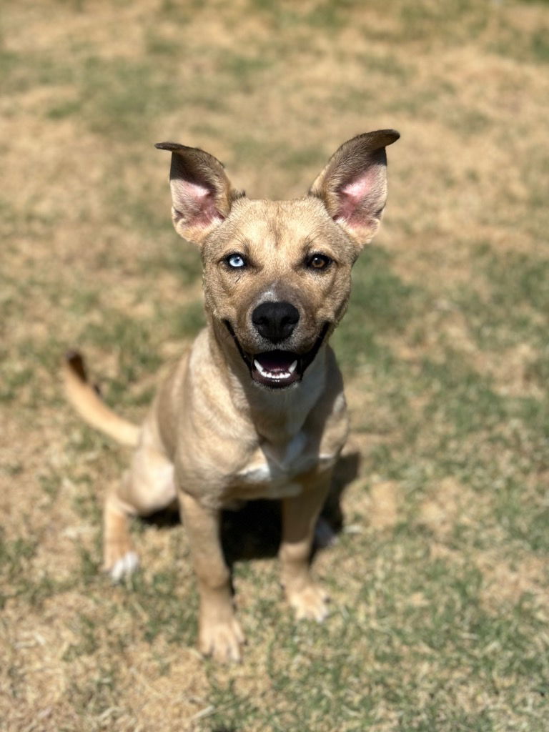 adoptable Dog in Claremore, OK named Charlie