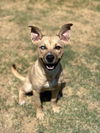 adoptable Dog in , OK named Charlie