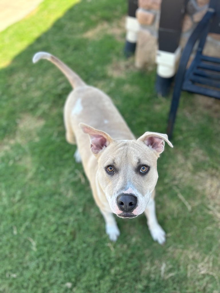 adoptable Dog in Claremore, OK named Winston