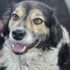 adoptable Dog in  named Pancetta "Pan
