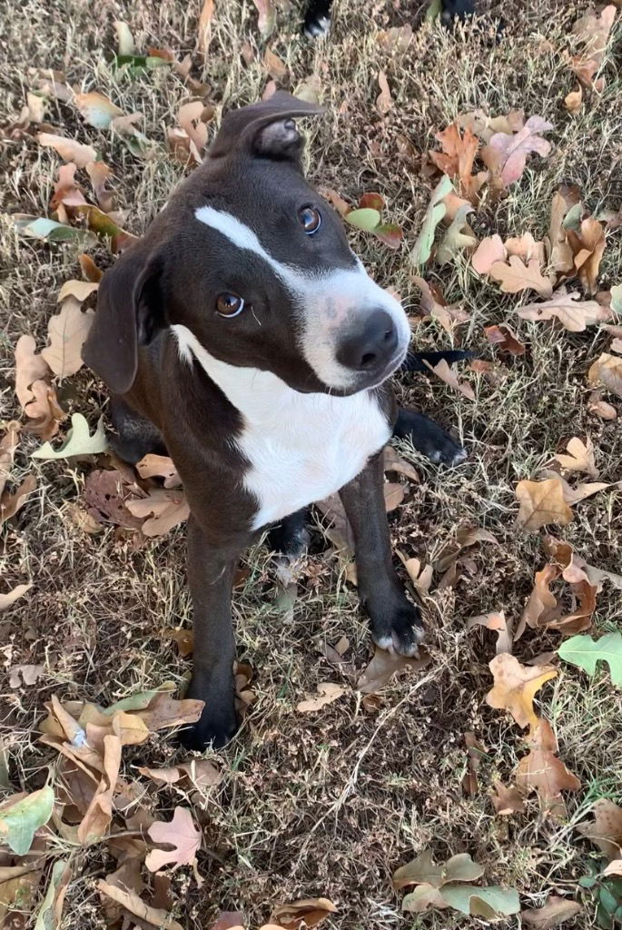adoptable Dog in Claremore, OK named Stone-CL