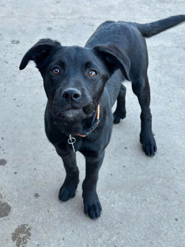 adoptable Dog in Claremore, OK named Mike