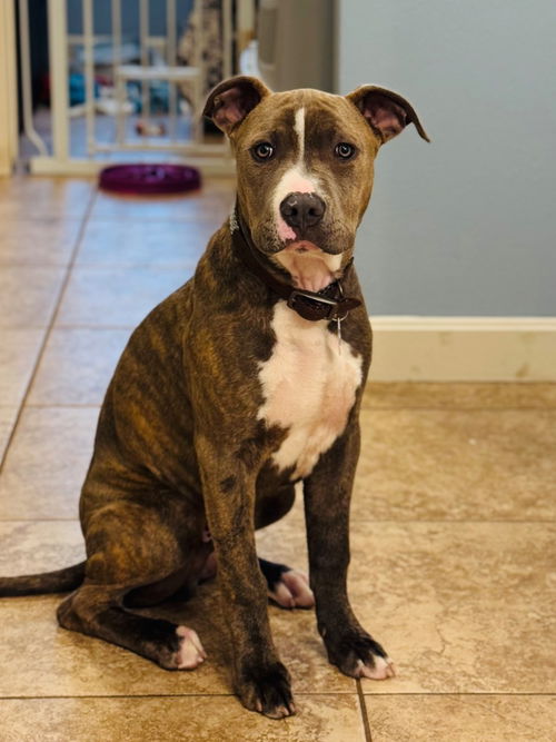 picture of the dog needing adoption