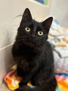 adoptable Cat in Claremore, OK named Bumble