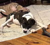 adoptable Dog in  named Meadowlark