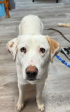 adoptable Dog in Claremore, OK named Rocco