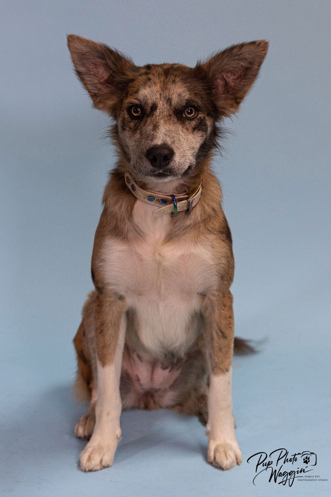 adoptable Dog in Claremore, OK named Anna