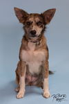 adoptable Dog in  named Anna