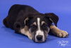 adoptable Dog in Claremore, OK named Edgar