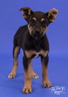 adoptable Dog in Claremore, OK named Eli