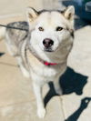 adoptable Dog in Claremore, OK named Houdini