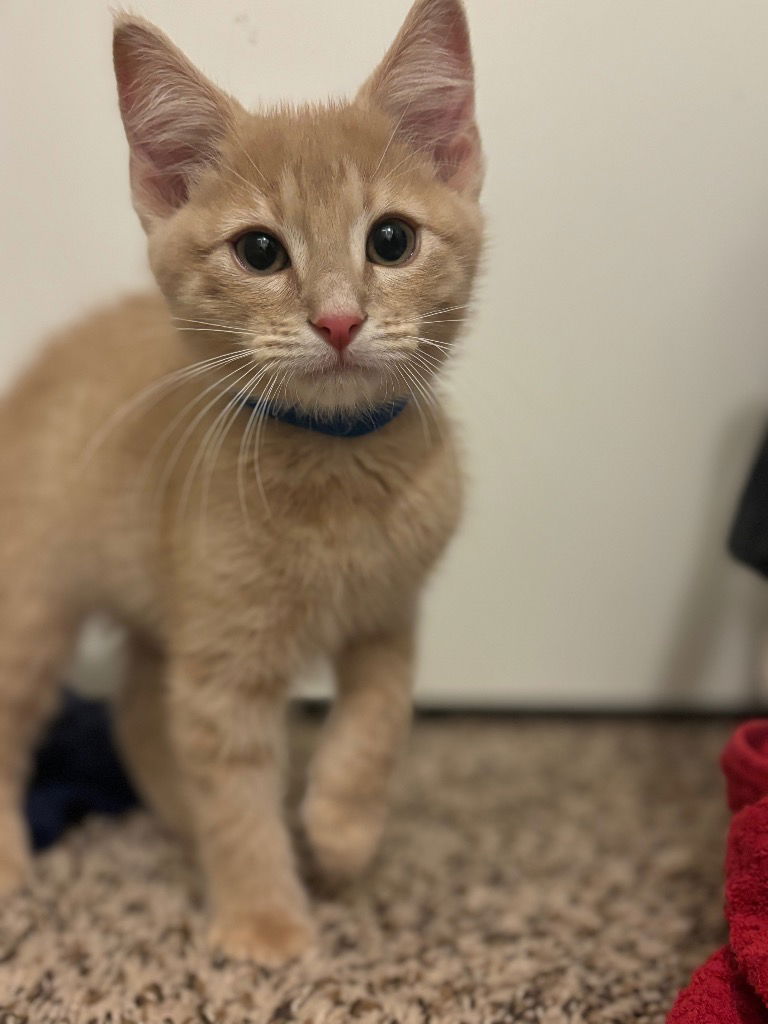 adoptable Cat in Claremore, OK named Dill
