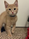 adoptable Cat in Claremore, OK named Dill