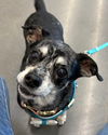 adoptable Dog in  named Evie
