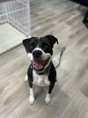 adoptable Dog in Claremore, OK named Roscoe