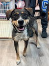 adoptable Dog in Claremore, OK named Taters