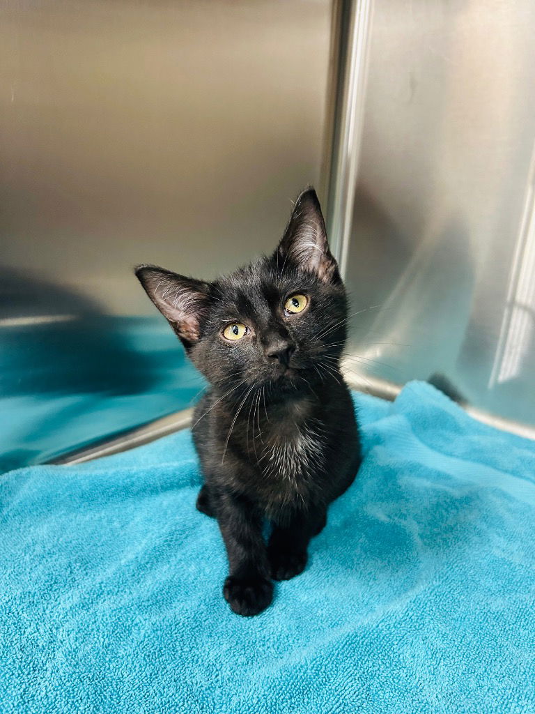 adoptable Cat in Claremore, OK named Luna