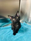 adoptable Cat in Claremore, OK named Luna