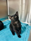 adoptable Cat in Claremore, OK named Midnight