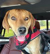 adoptable Dog in  named Otis