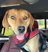 Otis - Photo 3