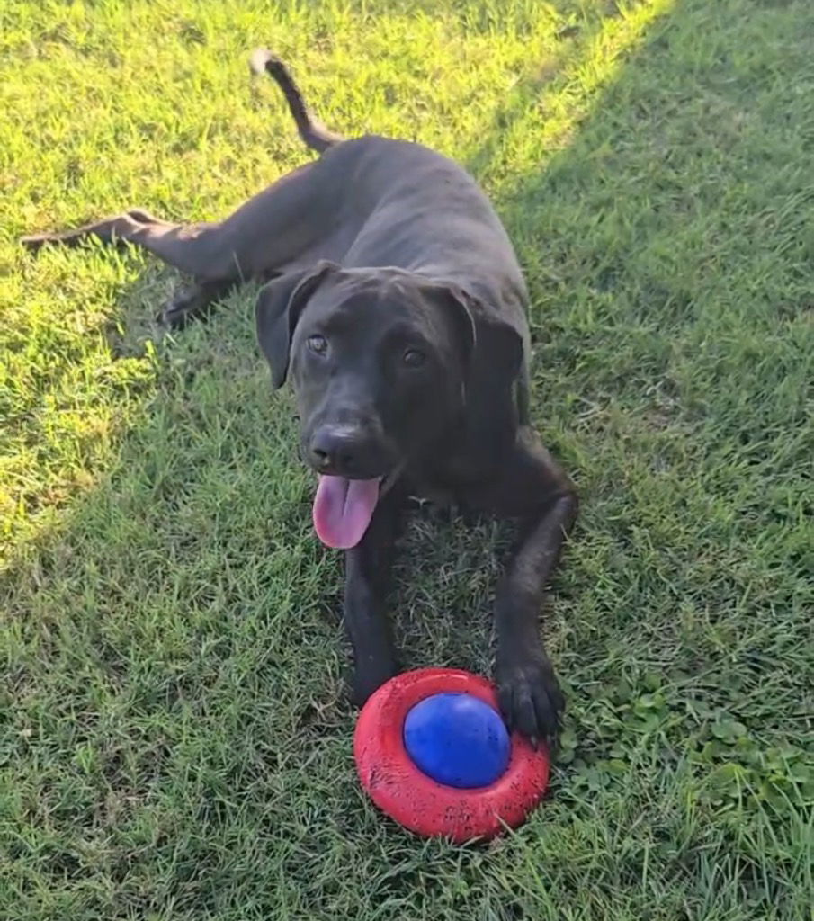 adoptable Dog in Claremore, OK named Niobi