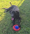 adoptable Dog in  named Niobi