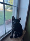 adoptable Cat in Claremore, OK named Butter Pecan