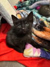 adoptable Cat in Claremore, OK named Moose Tracks