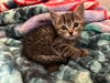 adoptable Cat in Claremore, OK named Pistachio