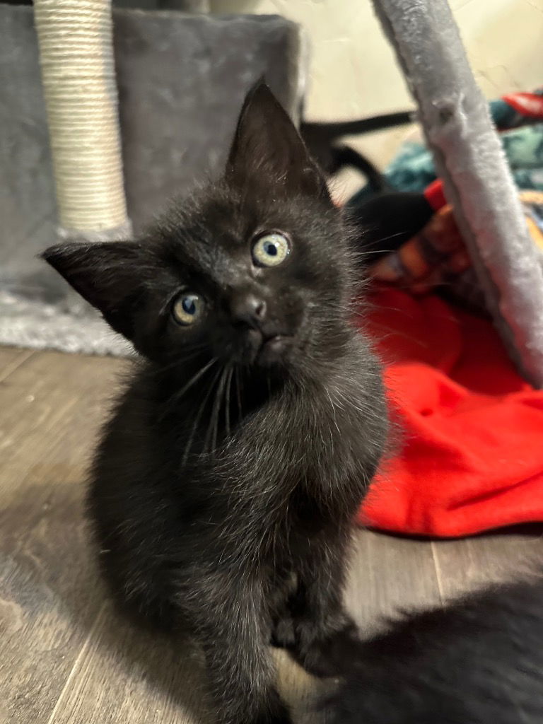 adoptable Cat in Claremore, OK named Praline