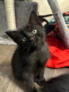 adoptable Cat in Claremore, OK named Praline