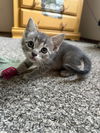 adoptable Cat in Claremore, OK named Rocky Road