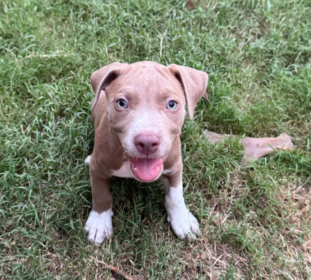 adoptable Dog in Claremore, OK named Thadeous