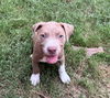 adoptable Dog in  named Thadeous "Thad