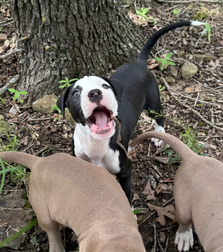 adoptable Dog in Claremore, OK named Tucker